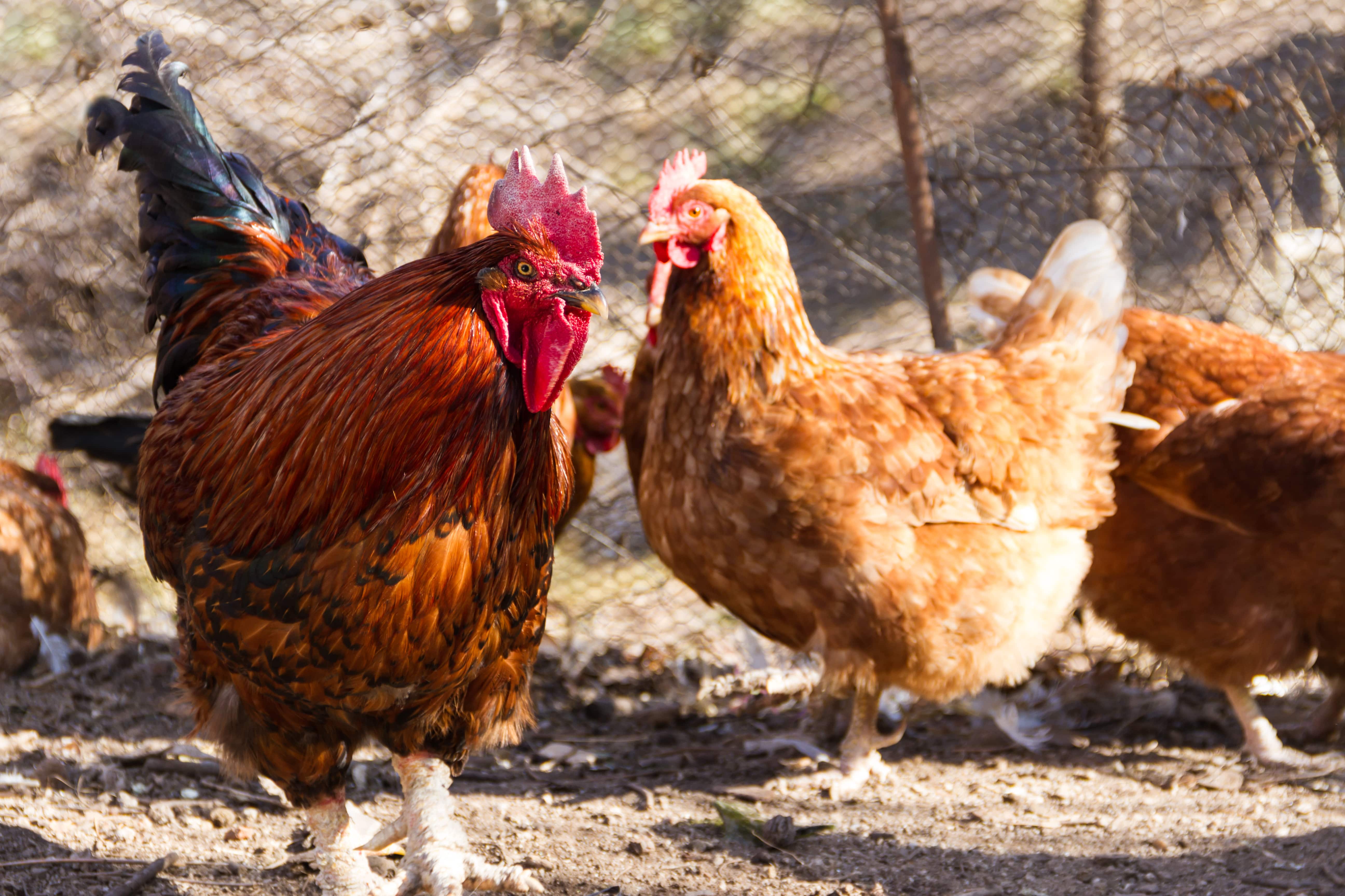 grippe aviaire